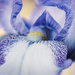 Iris close up and personal by ulla