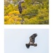 Juvenile bald eagle or osprey? by pamknowler