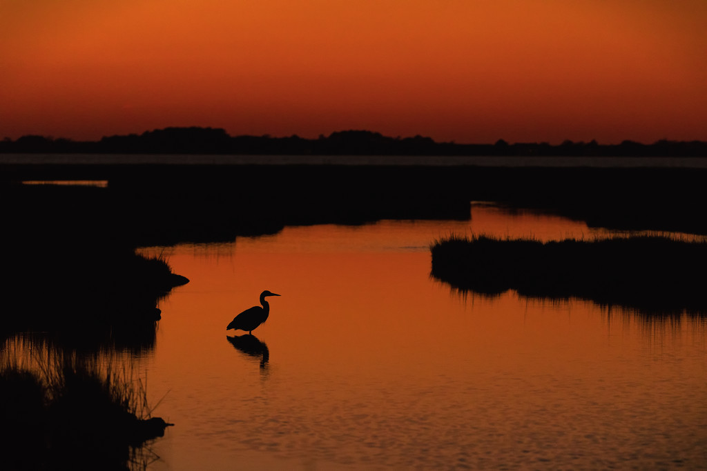Heron at Assateague  by shesnapped
