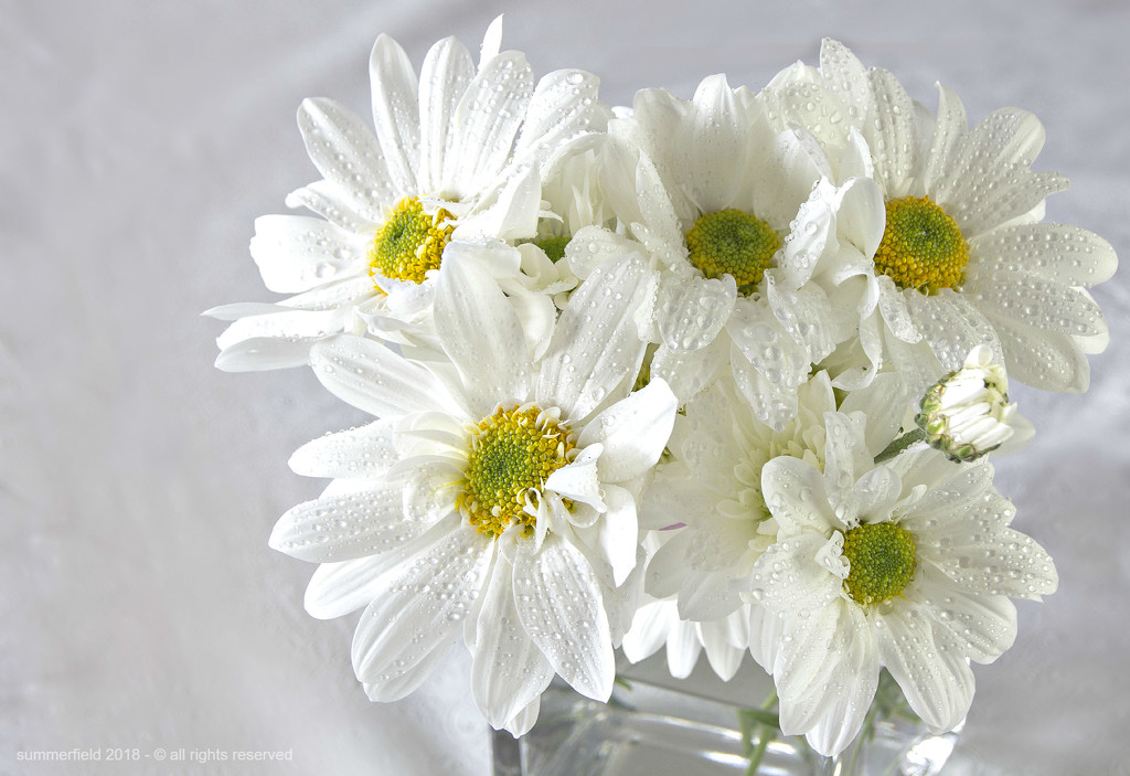 white daisy by summerfield