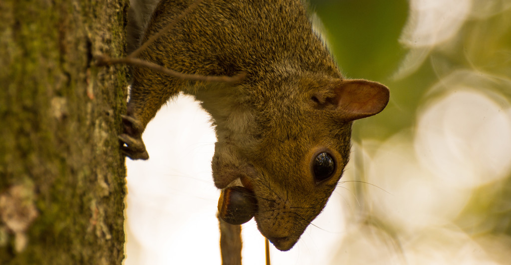 Side View of the Hungry Squirrel! by rickster549