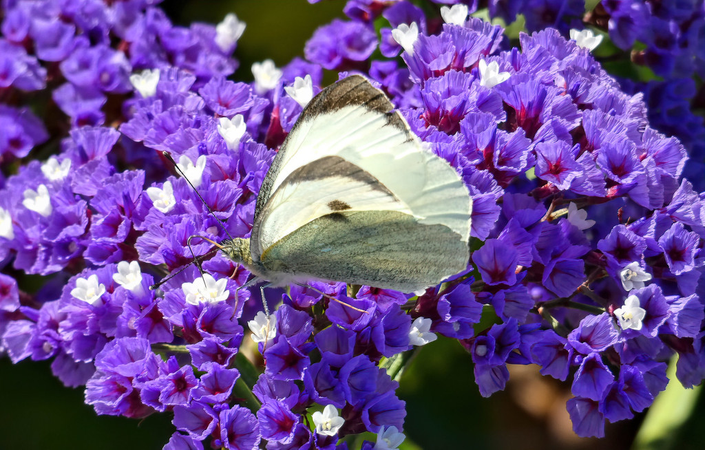Statice and white Cabbage Butterfly by ludwigsdiana