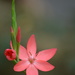 Hesperantha coccinea lily........ by ziggy77