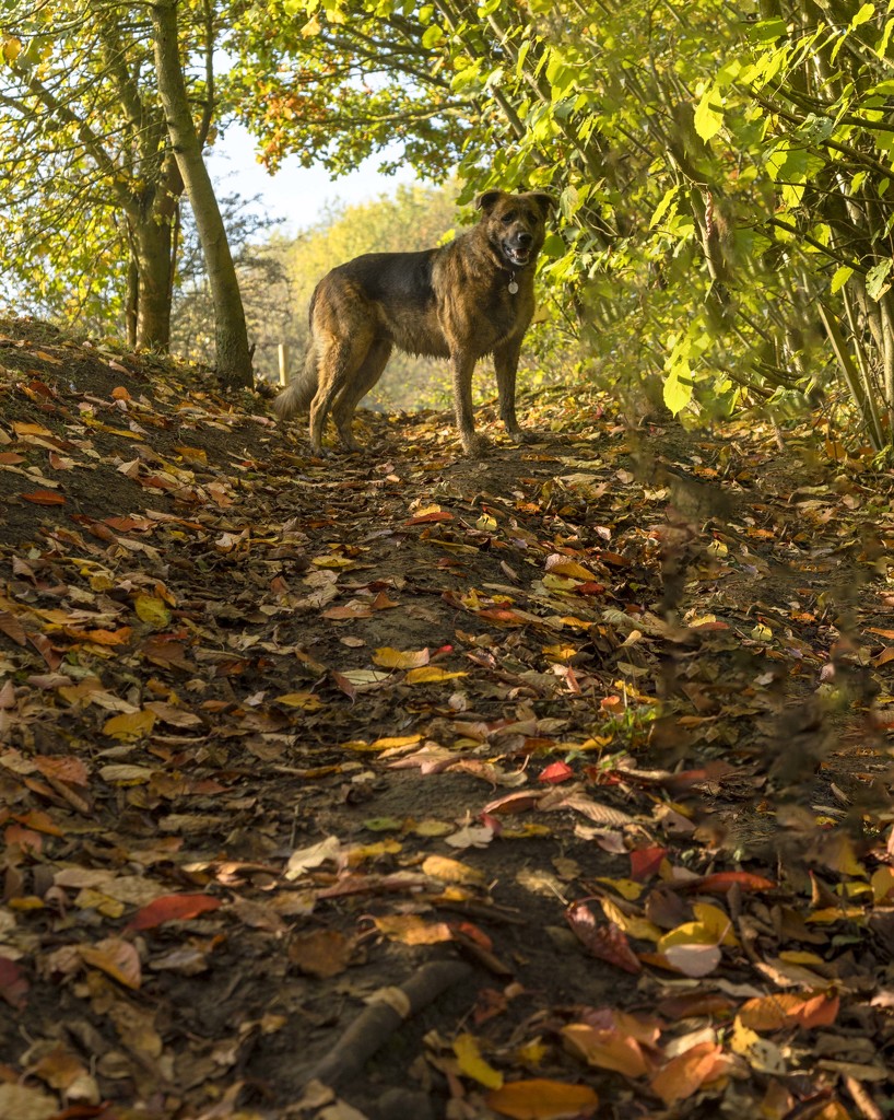 Tia loves autumn by shepherdmanswife
