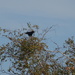 blackbird? by arthurclark