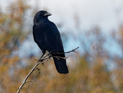24th Oct 2018 - american crow landscape
