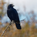 american crow landscape by rminer