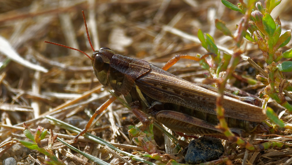 grasshopper  by rminer