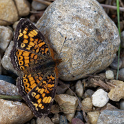 24th Oct 2018 - pearl crescent butterfly