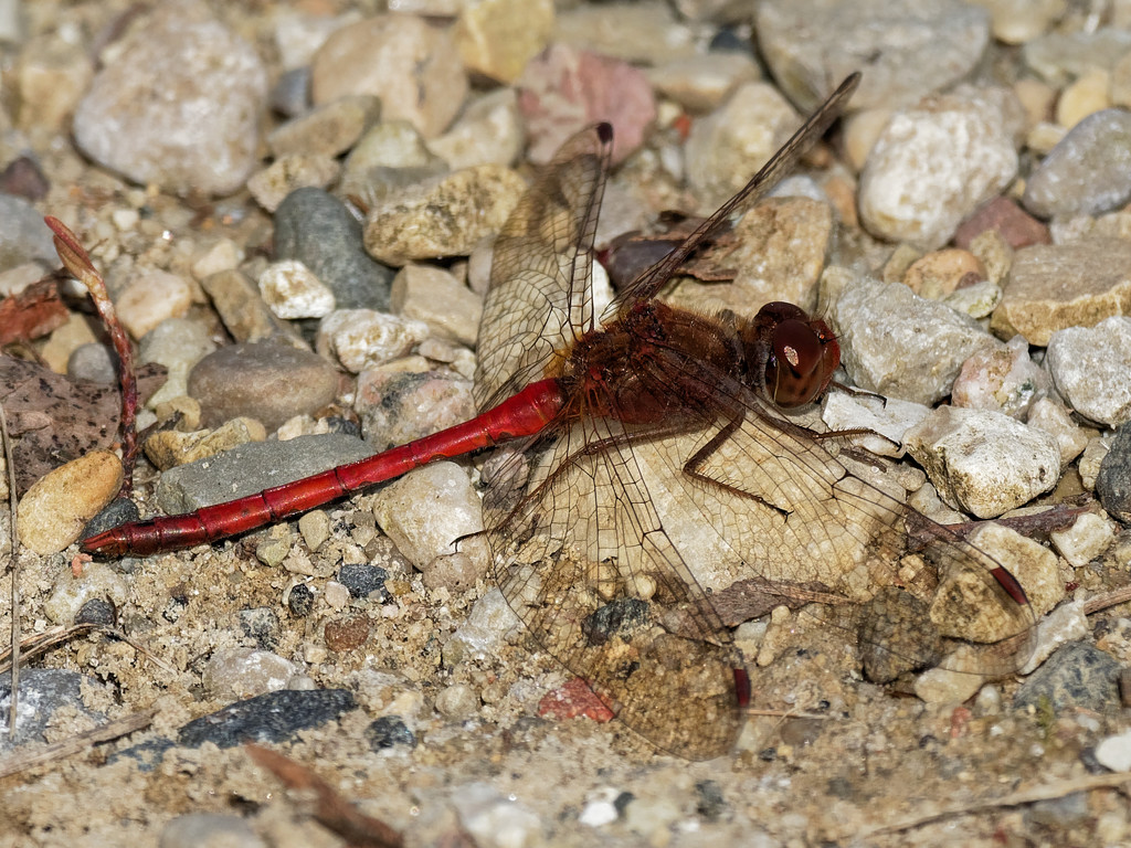 Meadowhawk dragonfly by rminer