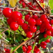 24th Oct 2018 - Red berries