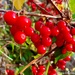 Red berries by 365projectdrewpdavies