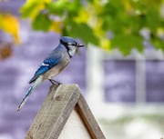 24th Oct 2018 - Another bluejay