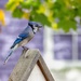 Another bluejay by pamknowler