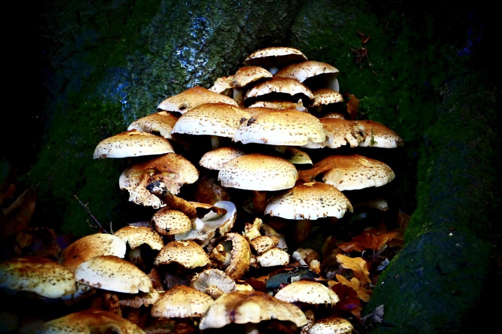 Mushroom Pile by carole_sandford