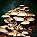 Mushroom Pile by carole_sandford