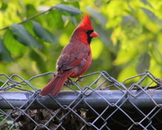 24th Oct 2018 - On The Fence