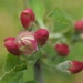 Apple Blossom buds by Dawn