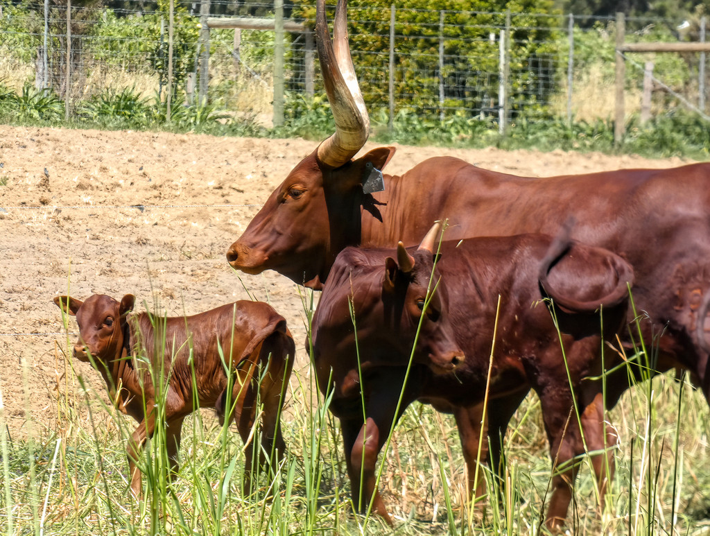 Ankole Cow and her calves by ludwigsdiana
