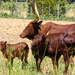Ankole Cow and her calves by ludwigsdiana