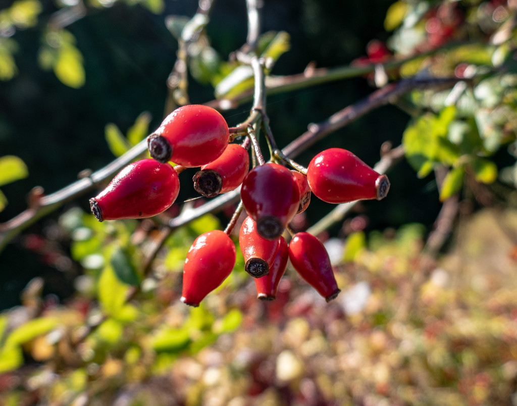 Rosehips..... by susie1205