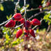 Rosehips..... by susie1205