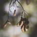 veins by pistache