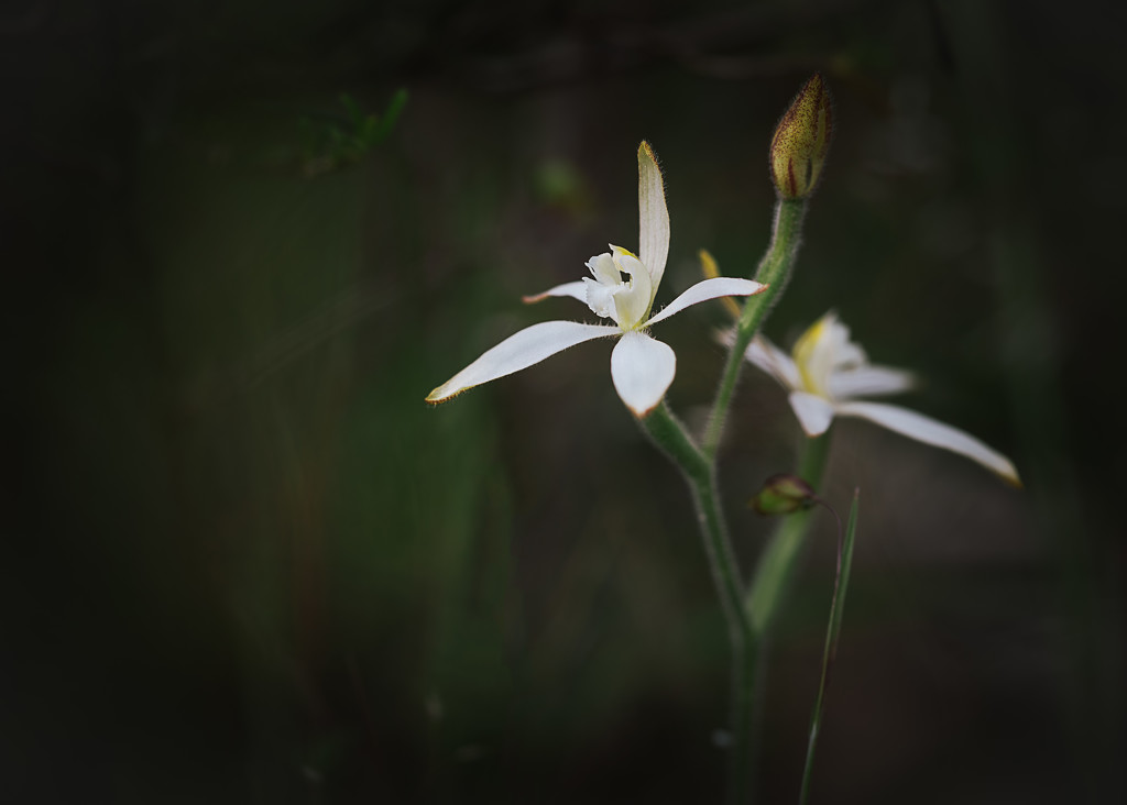 White Fairy Orchid by jodies