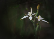 22nd Oct 2018 - White Fairy Orchid