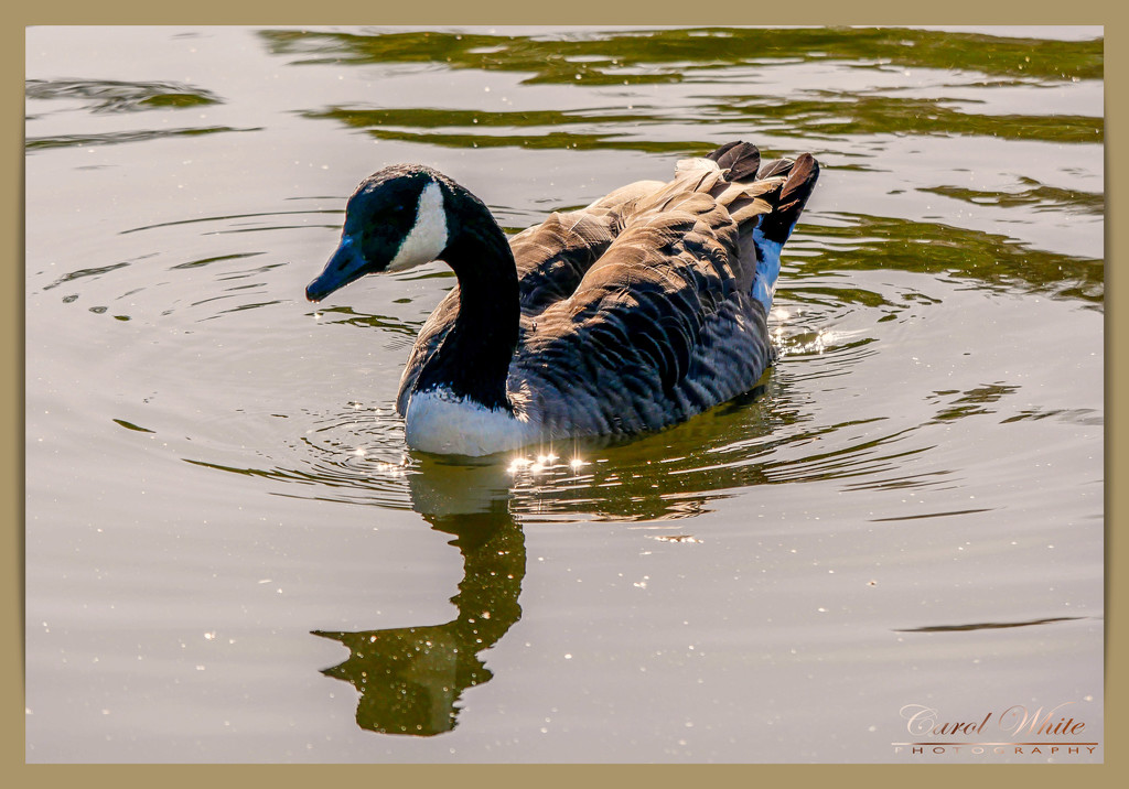 Canada Goose by carolmw