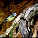 An intruder on Bluey's perch by rosiekind