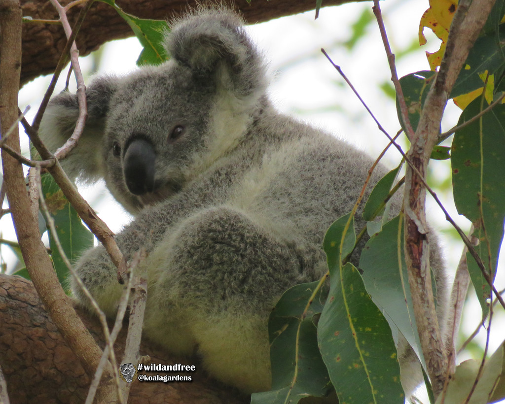 just like mum by koalagardens