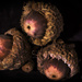 Burr Oak Acorns by samae