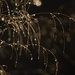 Droplets & Bokeh by granagringa