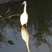 Egret Reflection by selkie