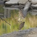Heron Reflection by selkie