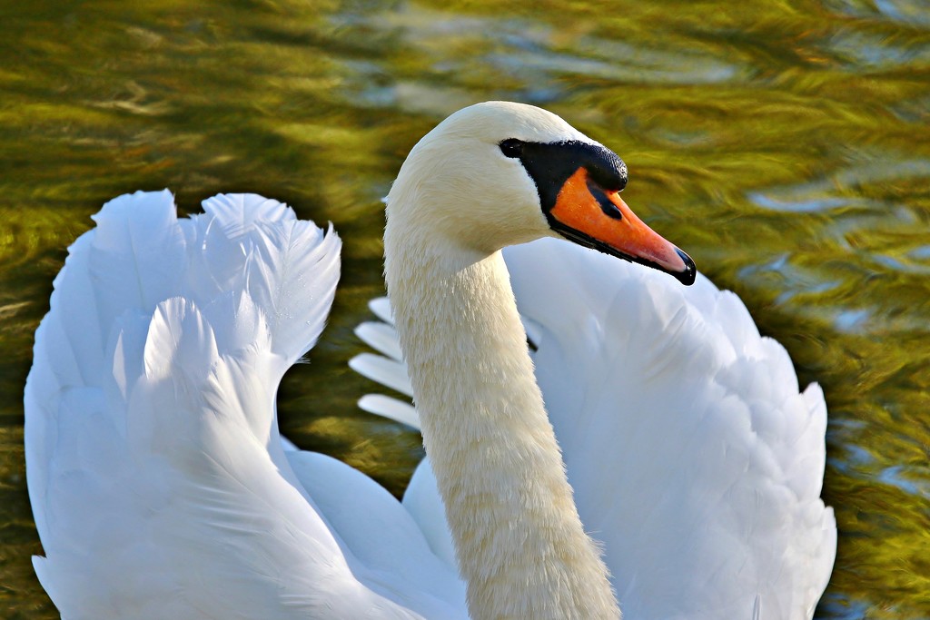 Swan by lynnz