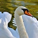 Swan by lynnz