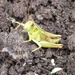 Little Grasshopper by mlwd