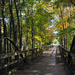 Bridge in Fall  by loweygrace