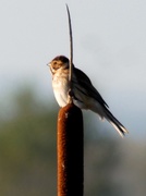 23rd Oct 2018 - Reed Bunting