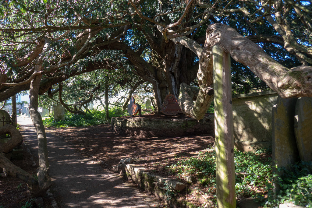 The oldest Yew tree...... by susie1205