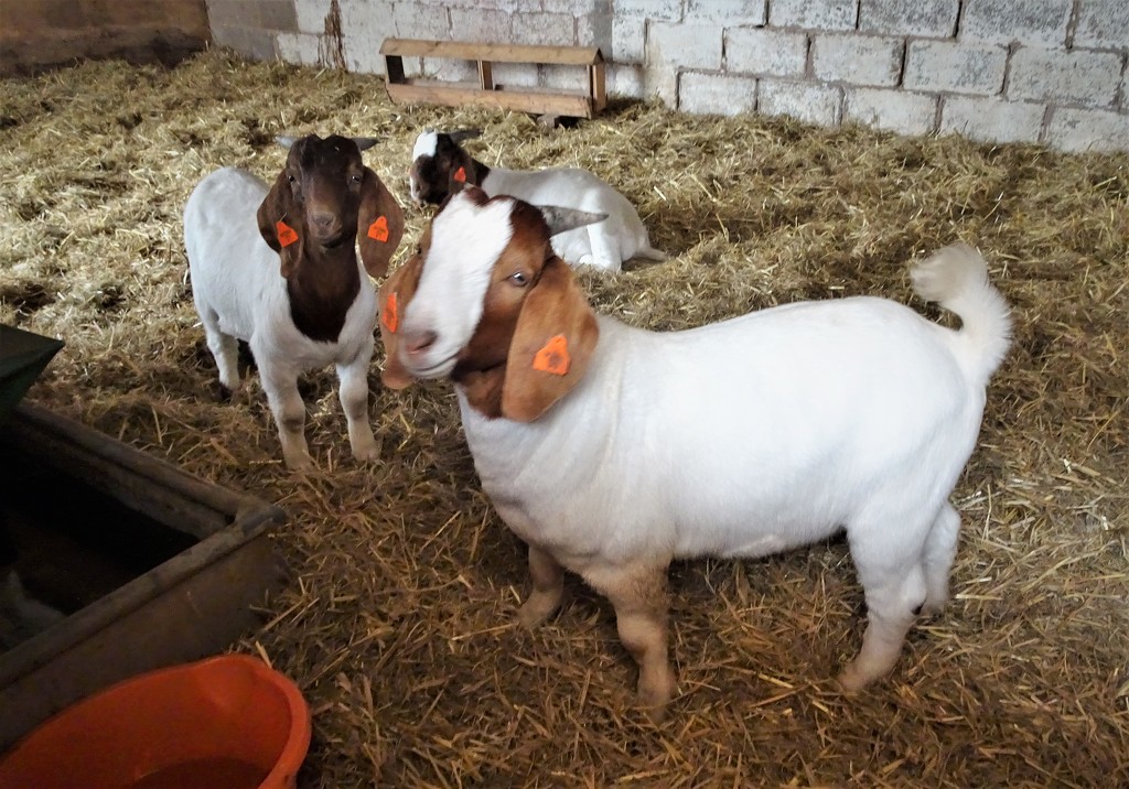 Goats at the farm  by beryl