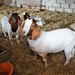 Goats at the farm  by beryl
