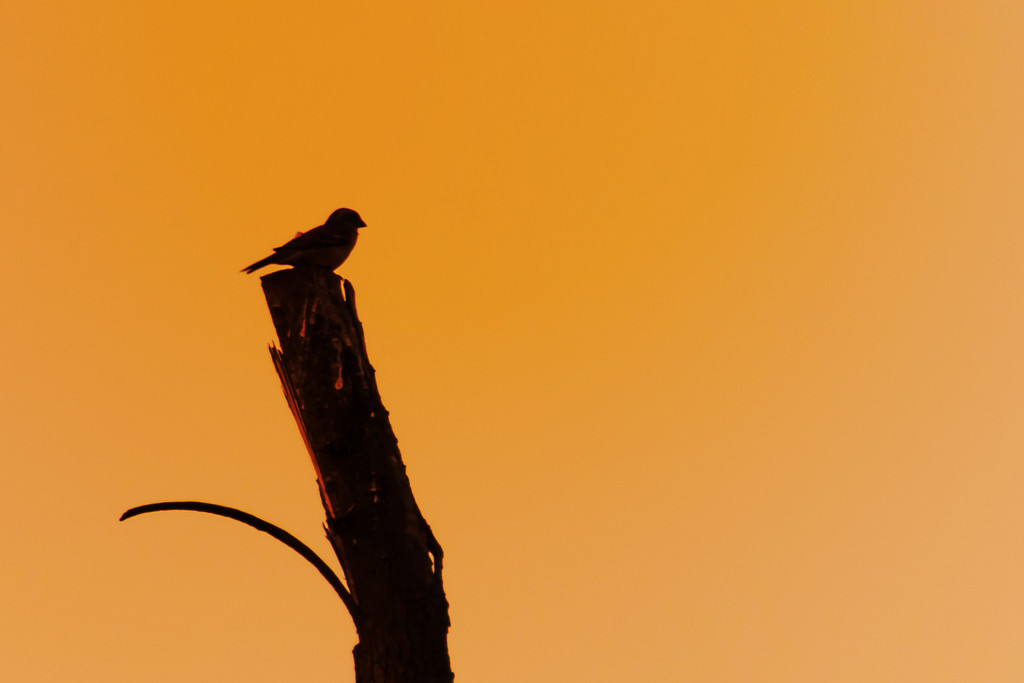 Bird on a Post by salza