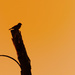 Bird on a Post by salza