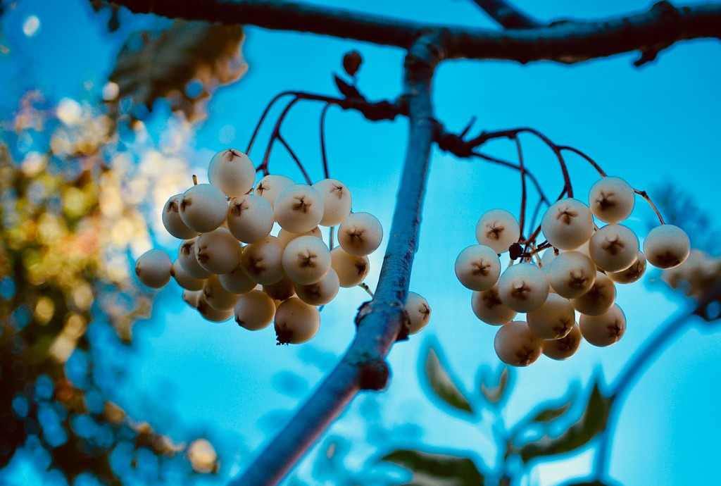 berries of white rowan by quietpurplehaze