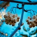 berries of white rowan by quietpurplehaze