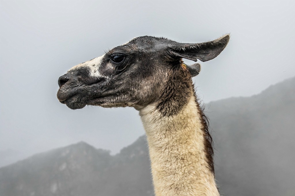 Machu Picchu -- Lama by darylo