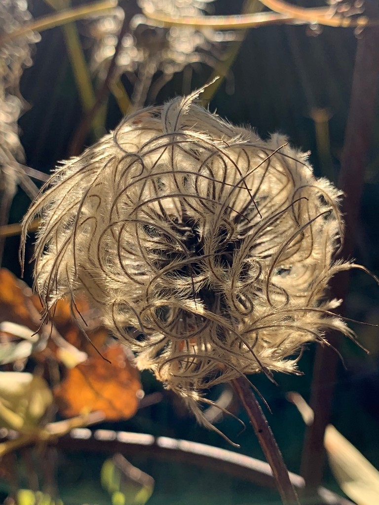 Clematis Seed head by 365projectmaxine